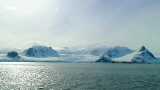 Meeting the Birds of Antarctica  Deep into the Wild