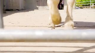 Playtime Party for Pretty Pups  Wonderful World of Puppies