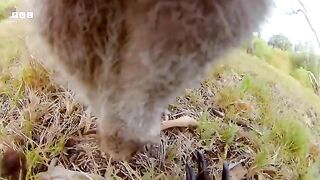 Kangaroos Take a Trip to the Beach  Animals With Cameras