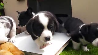 Baby Corgis Learn to Play-Fight  Wonderful World of Puppies