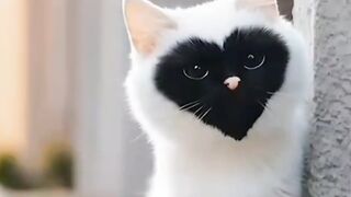 Cat ????????????????