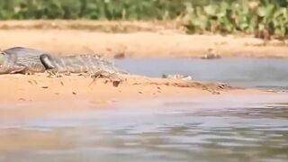 Jaguar Hunting Crocodile