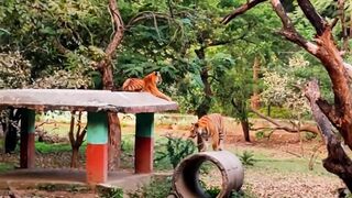 Nice Bengal Tigers Park