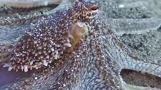 dancing octopus