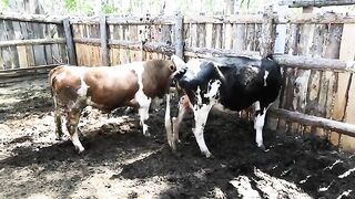 Mating Hereford bull