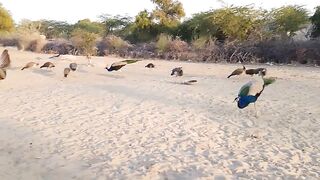 Fantastic Peacocks