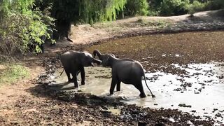 Srilankan Elephants Fighting