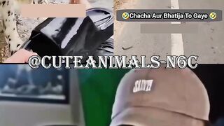 Cute animals funny video