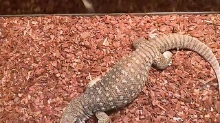 Lizard Eats Karate Rat Alive