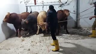 Slaughter of a bull ....