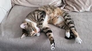 Cute Cat Masi wakes up and does morning care and stretches