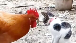 Amazing Animals Fights