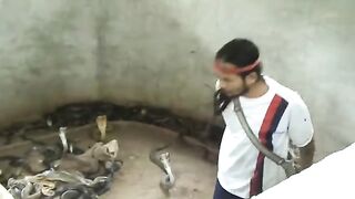 Man Selecting Cobras For Snake Show. Selection of snakes for the "snake show".Cobra SLAP