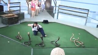 Snakes cobra show Part 1