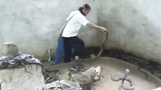 Cobra SLAP.Man Selecting Cobras For Snake Show. Selection of snakes for the "snake show".