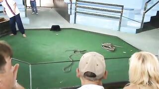 Snakes cobra show Part 6