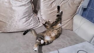 Funny cat masi sleeping with her feet in the air.