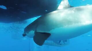 Great white shark swims into cage