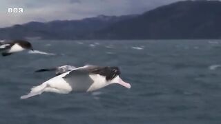 Cheeky Albatross Steal From Fishermen  South Pacific