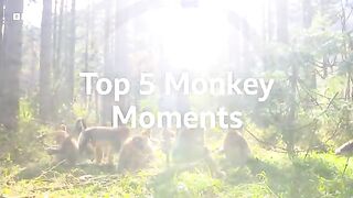 Top 5 Monkey Moments