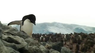 Hungry Chicks Chase Parents for Food  Deep into the Wild