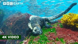 Rare Look at How Marine Iguanas Feed Underwater