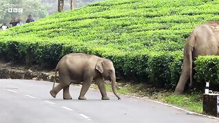 The Elephant Guy Saving Elephants in India