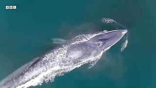 Eden s Whale s Incredible New Hunting Technique Helps Survival