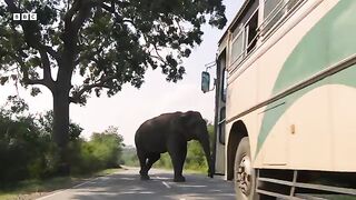 Cheeky Elephant Stops Traffic for Treats