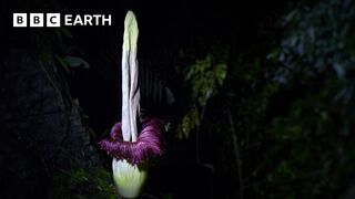 The Strangest Flower on Earth