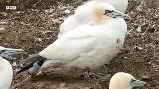 Seabirds Learn from Marine Species to Hunt