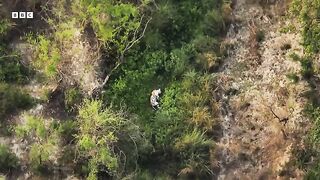 Mother Tiger Hunts to Feed Cubs  Asia