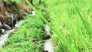 Rice field in the morning