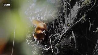 Filming the Adorable but Elusive Red Panda  The Making of Asia