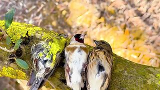 Burung ini unik cara tidurnya,atau pura pura mati ya