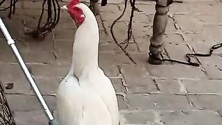 White chicken