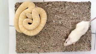 Feeding Albino Western Diamondback Rattlesnake