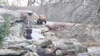 Bear Walking