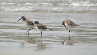 Sea Beach & Birds