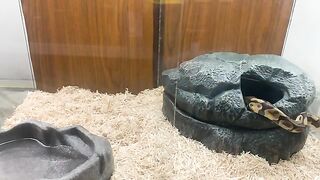 Ball Python Live Feeding 3 Mice All At The Same Time | BATTLE ROYALE