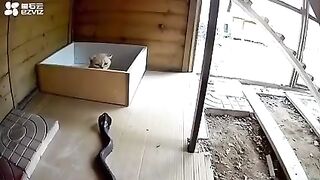 Cat defends itself from attacking Cobra