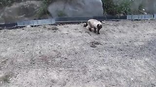 Siamese Cat Snake Fight