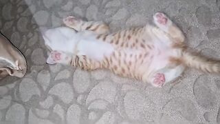 Strangely the sleeping Kitten looks so cute.