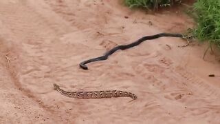 Black-Necked Spitting Cobra vs. Puff Adder II