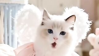 Cute cat