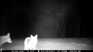 Coyote Breeding in Virginia