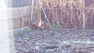 Foxes mating in the garden.