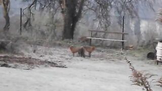 Mating foxes being worried by another fox.