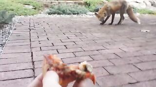 Hand feeding a wild Fox