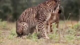 iberian lynx mating | amazing wildlife animal's